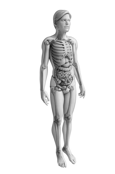 Spijsverteringsstelsel van de mannelijke anatomie — Stockfoto