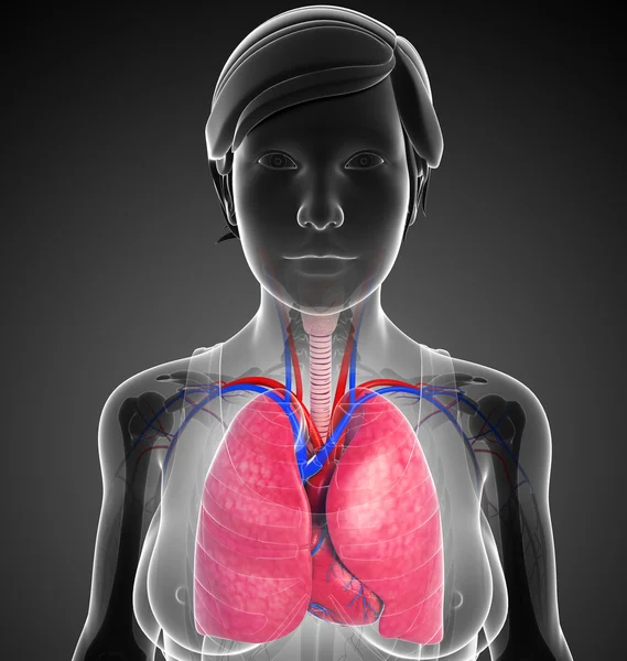 Male lungs anatomy — Stock Photo, Image