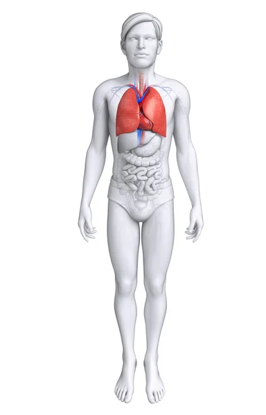 Anatomia dos pulmões masculinos — Fotografia de Stock