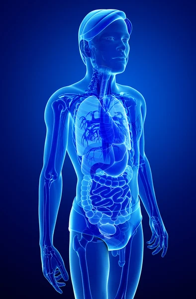 Système digestif aux rayons X des illustrations du corps masculin — Photo