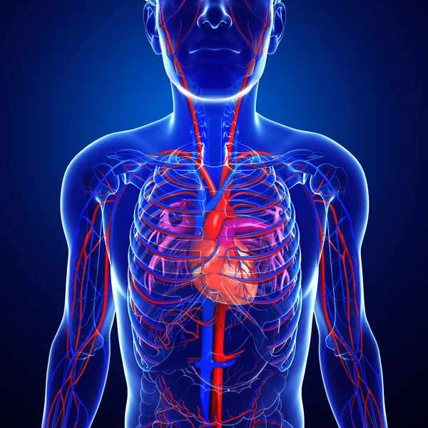 Anatomía pulmonar humana —  Fotos de Stock