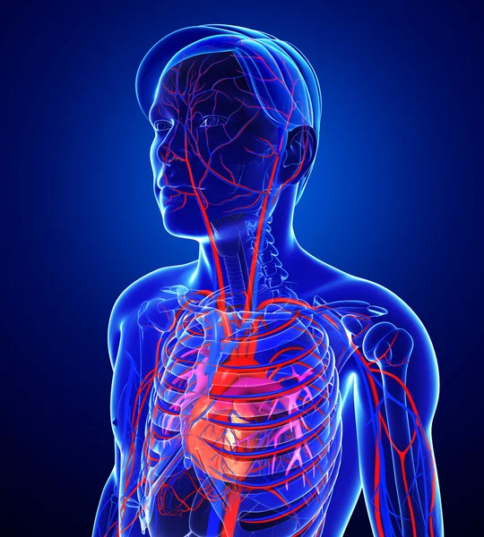 Anatomie der menschlichen Lungen — Stockfoto