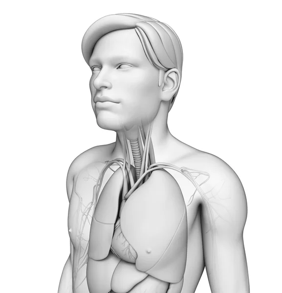 Human body respiratory system — Stock Photo, Image