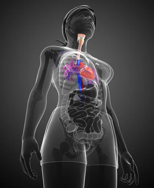 Anatomia del cuore femminile — Foto Stock