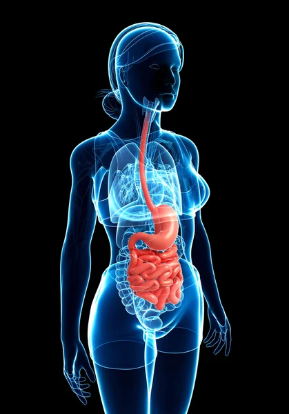 Anatomía del intestino delgado de la mujer —  Fotos de Stock