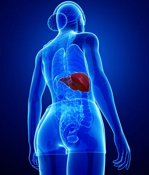 Female liver anatomy — Stock Photo, Image