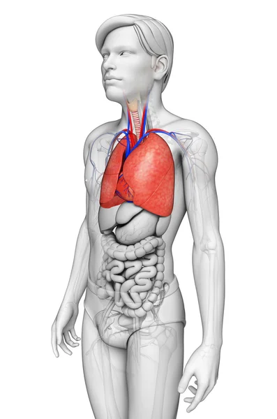 Pulmones masculinos anatomía —  Fotos de Stock