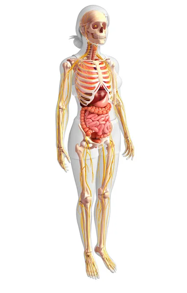 Female skeleton and digestive system — Stock Image Female skeleton and digestive system Stock Image