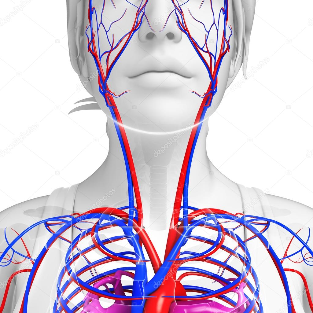 Human neck circulatory system