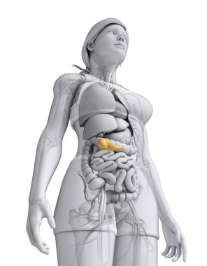 kadın pankreas anatomisi