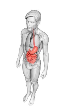erkek anatomisi ince bağırsak