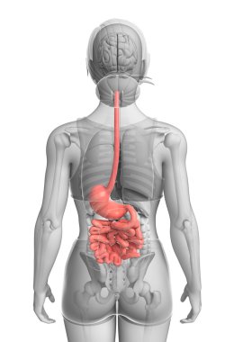 Small intestine anatomy of female clipart