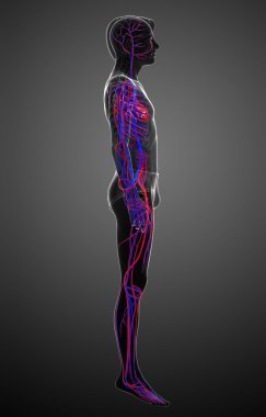 erkek dolaşım sistemi