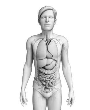 erkek anatomisi, sindirim sistemi