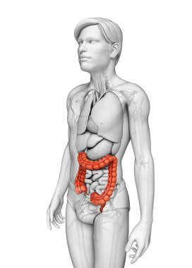 kalın bağırsak erkek anatomisi