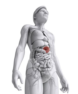 erkek dalak anatomisi