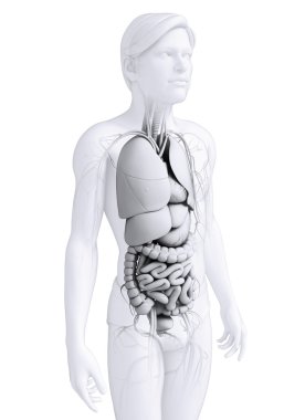 erkek anatomisi, sindirim sistemi