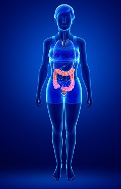 kadın kalın bağırsak anatomisi