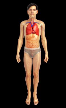 erkek akciğerler anatomi