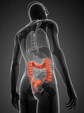 kalın bağırsak erkek anatomisi