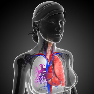 erkek akciğerler anatomi