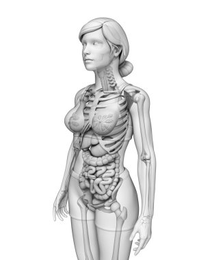 sindirim sistemi kadın anatomi