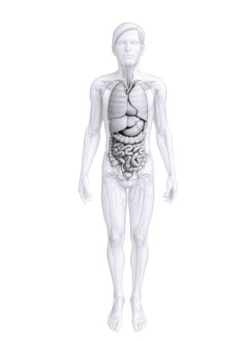 erkek anatomisi, sindirim sistemi