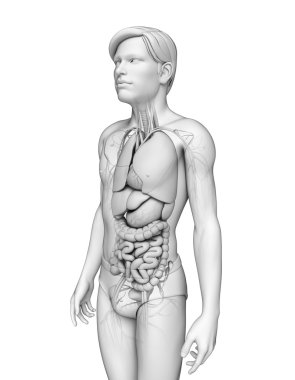 erkek anatomisi, sindirim sistemi