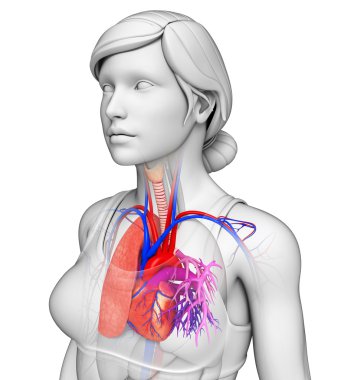 erkek akciğerler anatomi