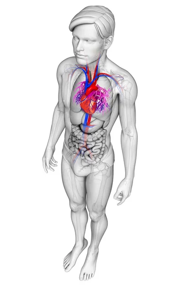 Male heart anatomy — Stock Photo, Image