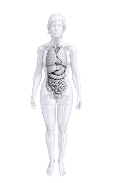 Sistema digestivo del cuerpo femenino —  Fotos de Stock