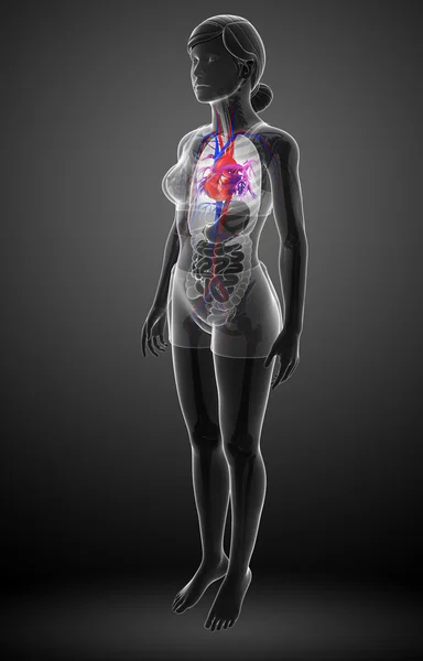 Vrouwelijke hart anatomie — Stockfoto