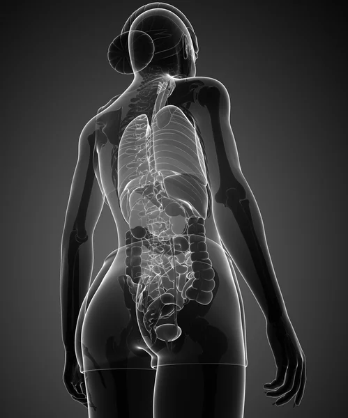 Female xray digestive system — Stock Photo, Image