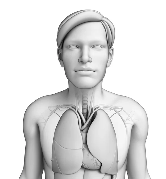 Sistema respiratório do corpo humano — Fotografia de Stock