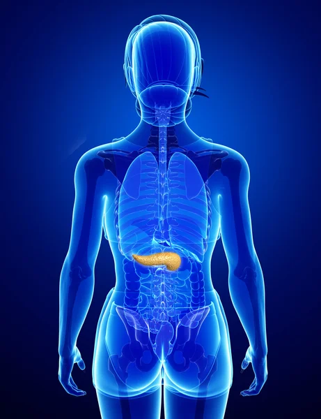 Anatomia del pancreas femminile — Foto Stock