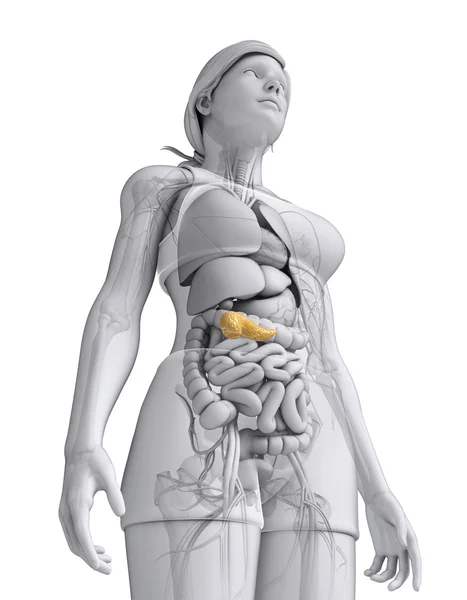女性胰腺解剖 — 图库照片