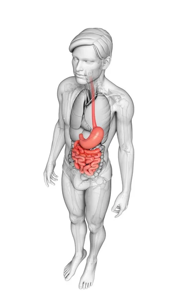 Dünndarmanatomie des Mannes — Stockfoto