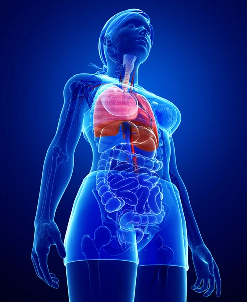 Anatomia dei polmoni femminili — Foto Stock
