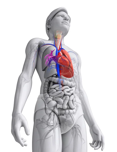 Anatomie cardiaque masculine — Photo