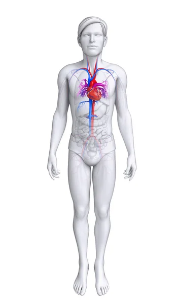 Manliga hjärtat anatomi — Stockfoto
