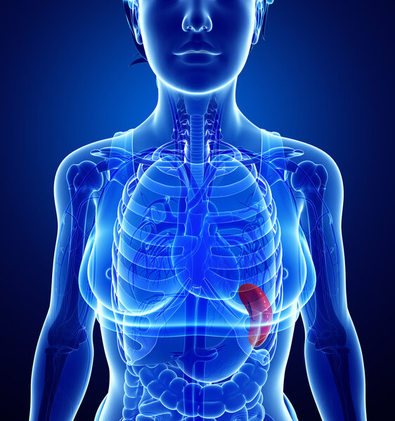 Анатомия женской селезенки
