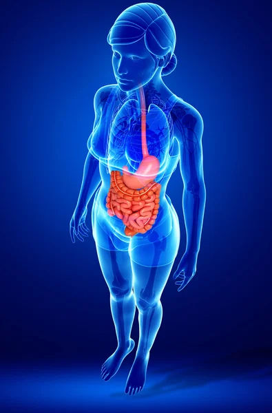 Anatomía del intestino delgado de la mujer — Foto de Stock