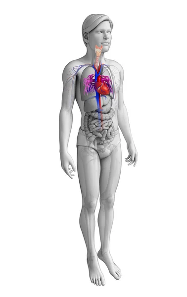 Anatomía del corazón masculino — Foto de Stock