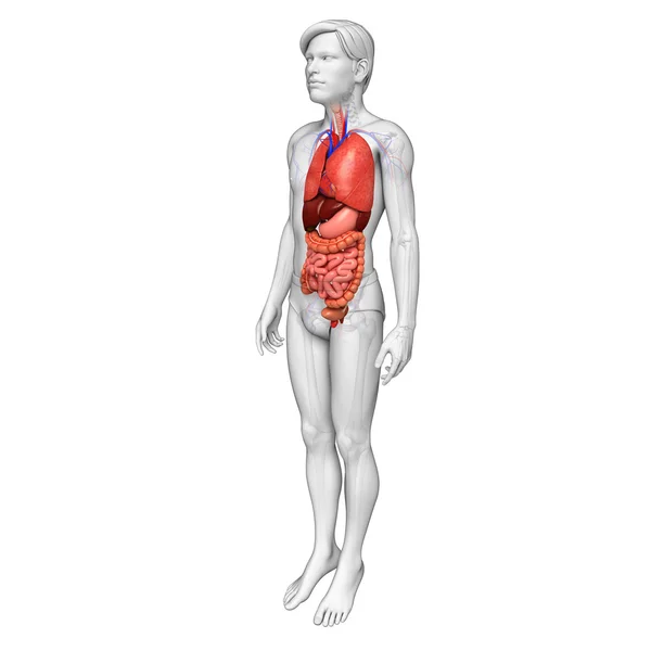 男性身体的消化系统 — 图库照片