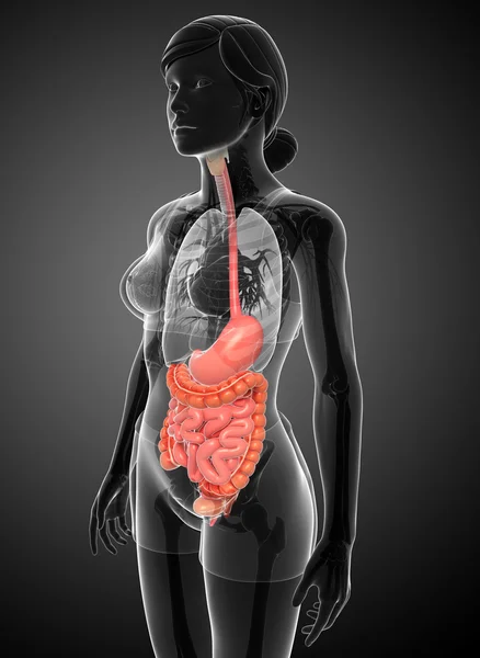 Anatomia dell'intestino tenue femminile — Foto Stock