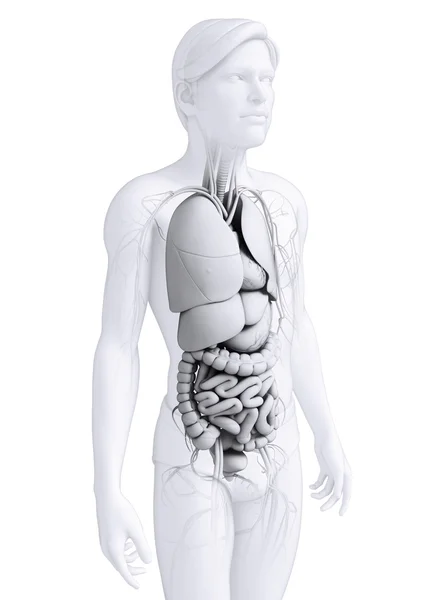 Digestive system of male anatomy — Stock Photo, Image