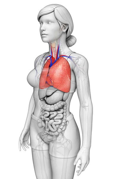 Anatomie van de mannelijke longen — Stockfoto