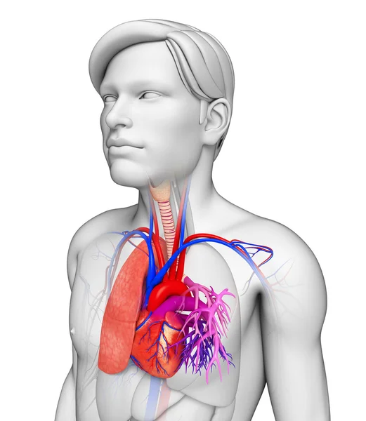 Male lungs anatomy — Stock Photo, Image