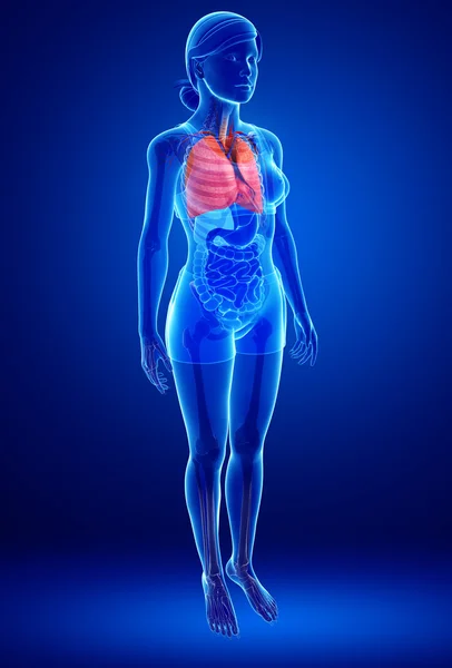 女性の肺の解剖学 — ストック写真