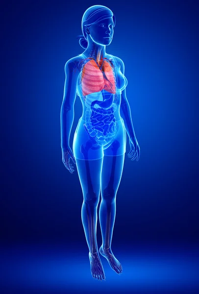 Anatomía pulmonar femenina — Foto de Stock